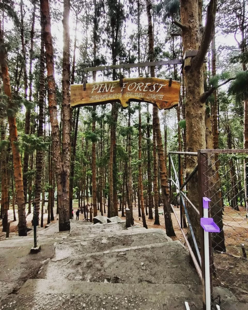 Pine Forest Exploration