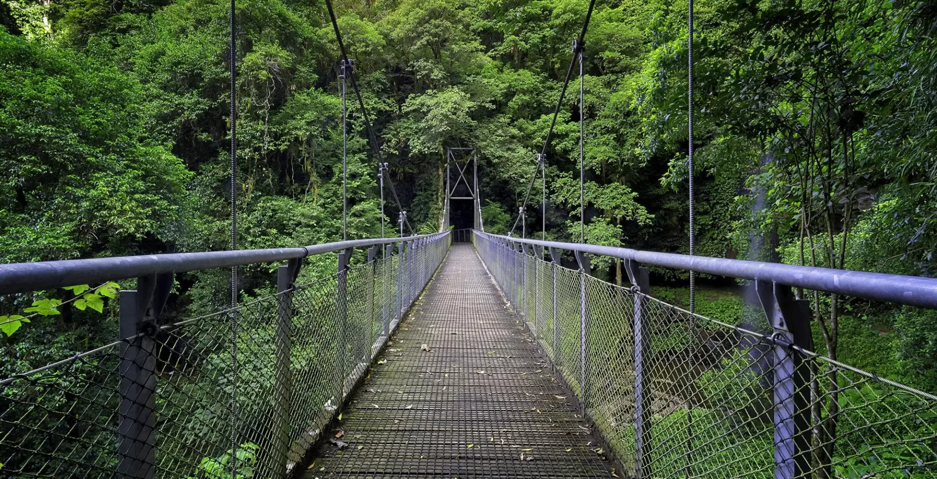 Wayanad gallery